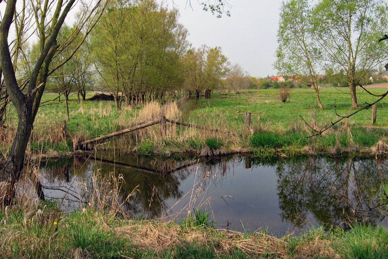Tractebel Hydroprojekt accompanies the restoration of the Werraaue.